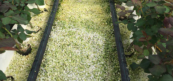 کاربرد پرلیت